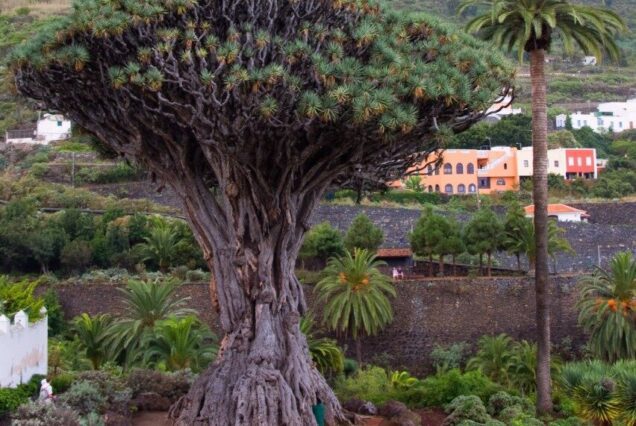 Tour As Tiede-Icod-Garachico - Masca Tenerife Thrills