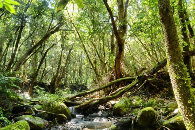 LA GOMERA Tenerife Thrills