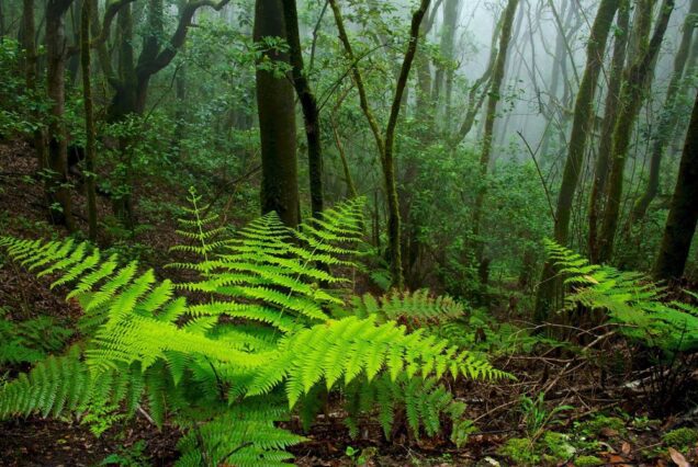 LA GOMERA Tenerife Thrills