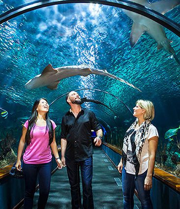 Loro Parque with Bus Tenerife Thrills