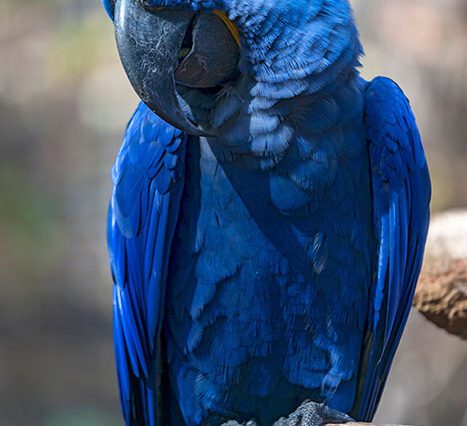 Loro Parque with Bus Tenerife Thrills