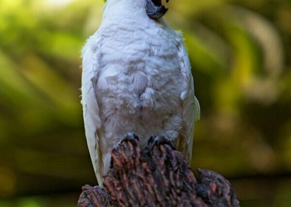 Loro Parque with Bus Tenerife Thrills